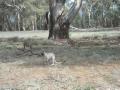 Kangourous & Wallaroos