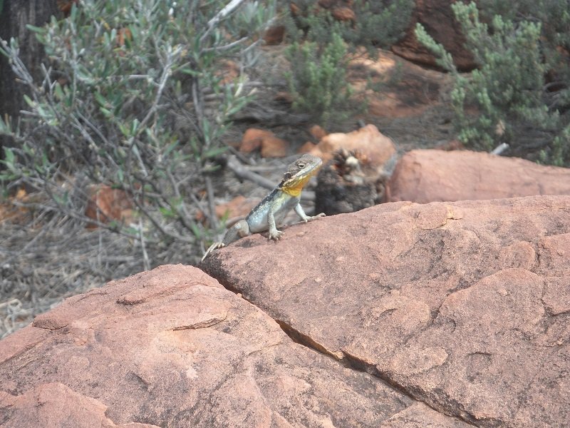 Yellow-throated lizard