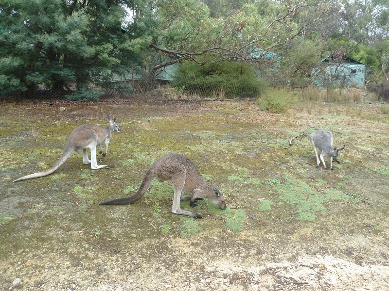 3 sortes de kangourous