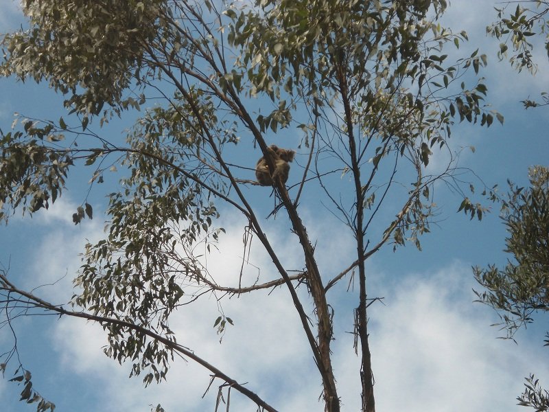 Oh un koala sauvage