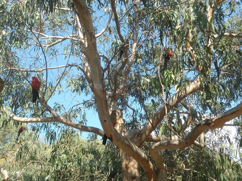 Crimson et king parrots