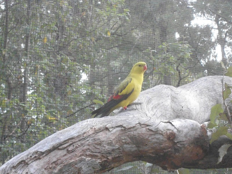 Regent parrot