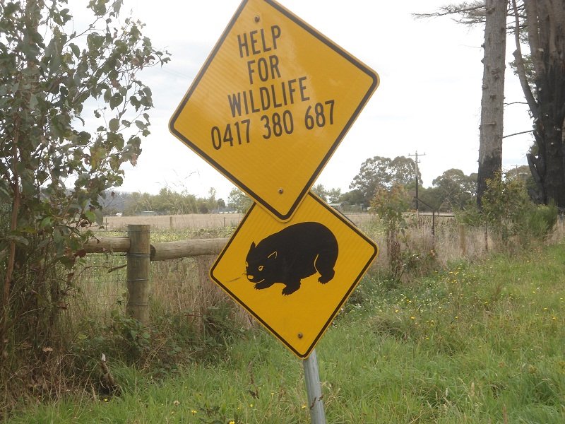 Attention aux wombats