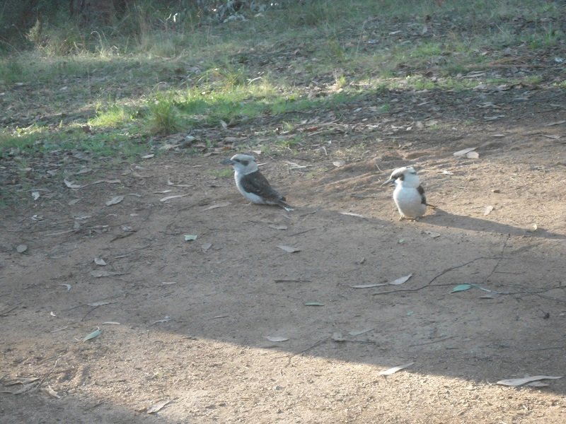 2 Kookaburras