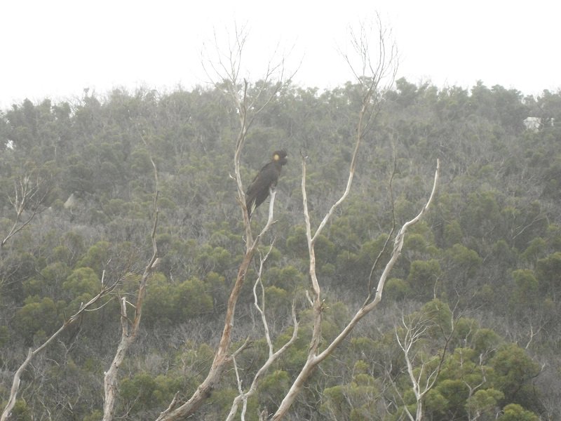 Yellow-tailed black cocaktoo