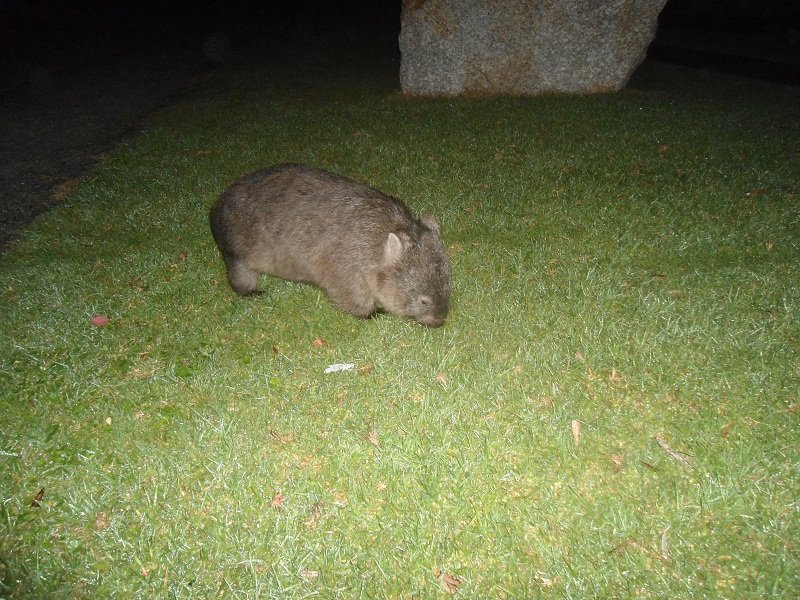 Wombat qui broute