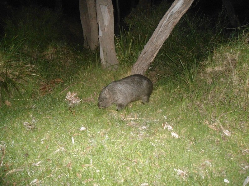Encore un autre wombat