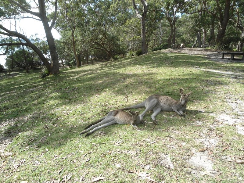 Tranquille les kangoos