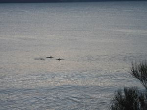 Dauphins dans la baie au petit matin