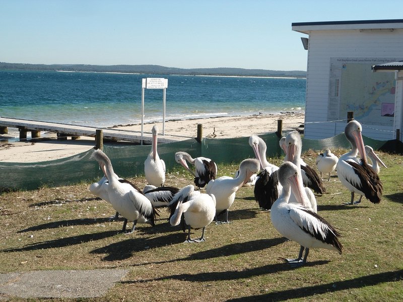 Pelicans attendant le retour des pêcheurs