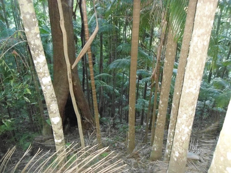 Belle forêt de palmiers et eucalyptus