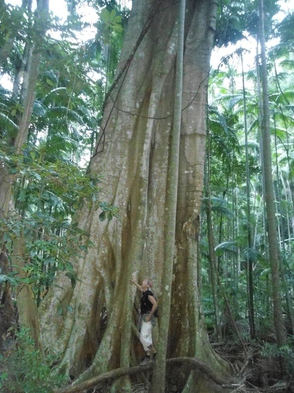 Enorme arbre