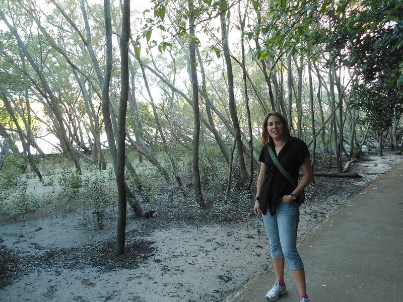 Mangrove boardwalk au botanic garden