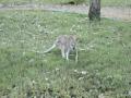 Agile Wallaby
