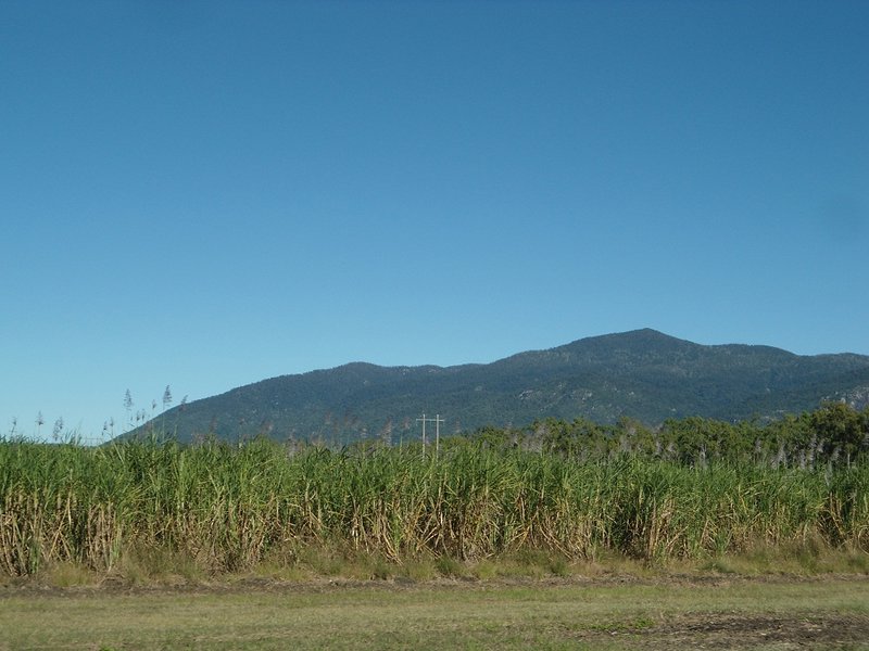 Montagnes et champs de cannes à sucres