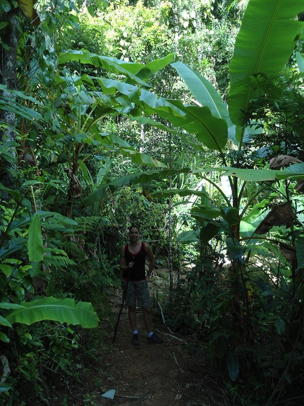 Marche dans la forêt humide tropicale