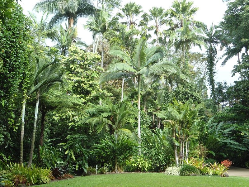 Cairns Botanic Garden