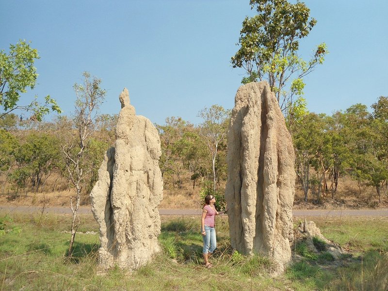 Entre 2 énormes termitières