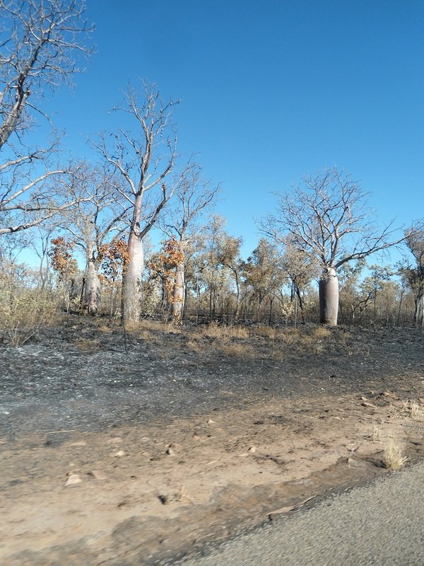 Baobabs le long de la route