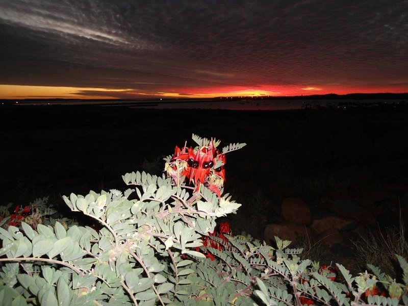 Sunset and Sturt Desert Pea
