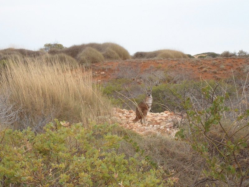 Un p'tit mignon kangourou