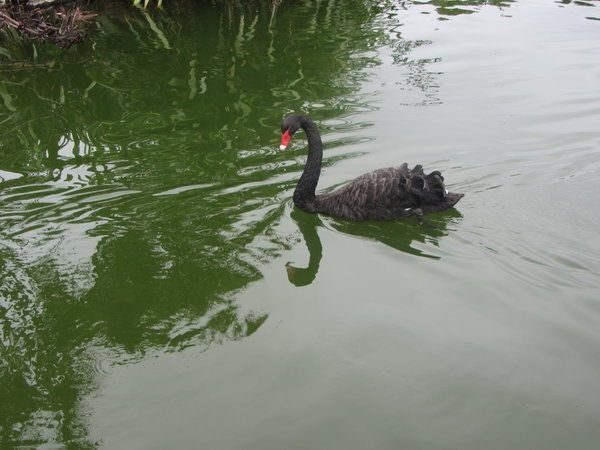 We saw black swans at the festival too!