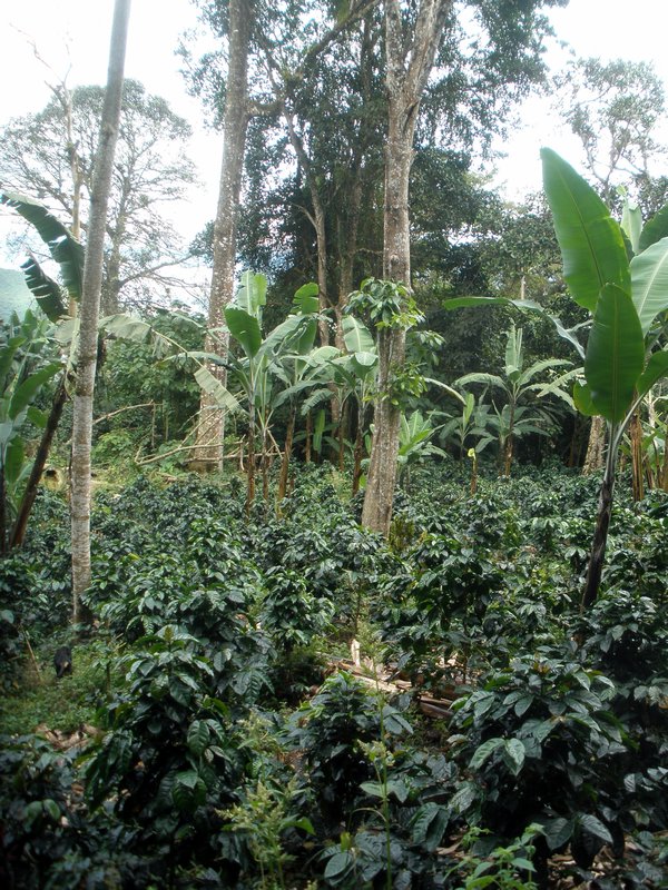 A small coffee plantation