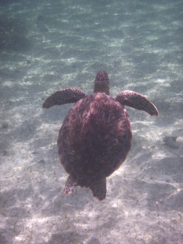 Turtle coming up for air