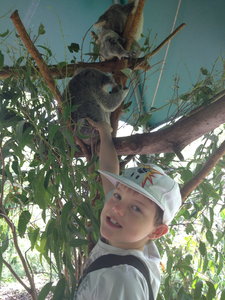 Will with koala