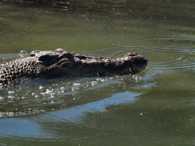 Head of estaurine croc