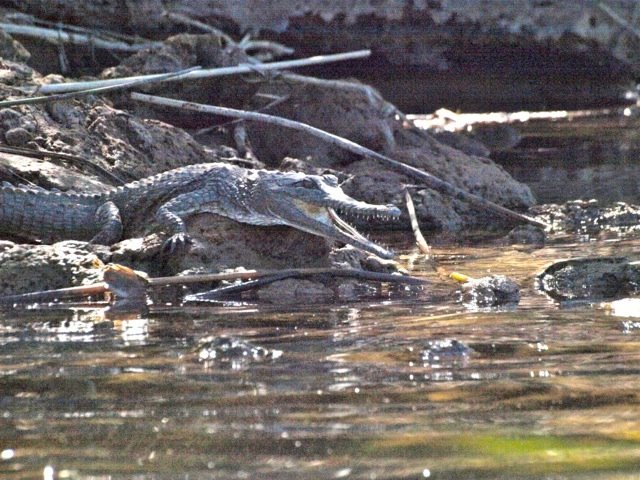 Baby freshwater croc on Town River