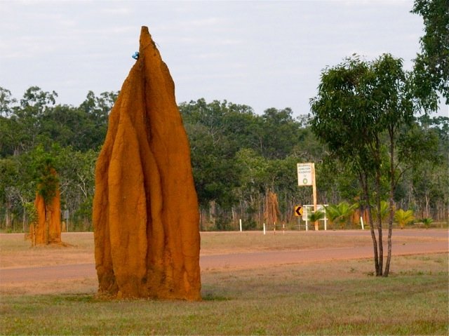 Termite mound Bramwell Junction