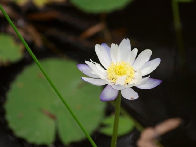 Water lily in Keating's Lagoon