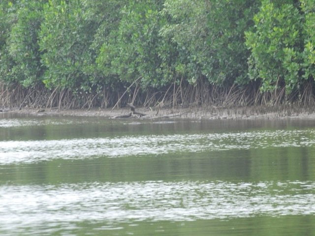 First croc sighting