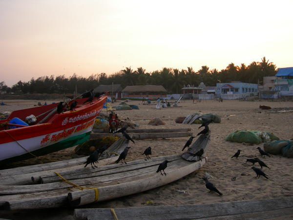 beuatiful beach in Mamallapuram with many crows (Indias seagulls)