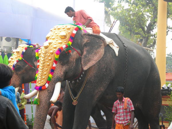 elephaants being dressed up for a festival