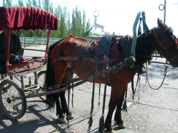 donkey ride in yili