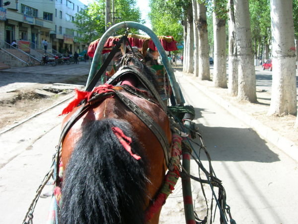 donkey ride in yili