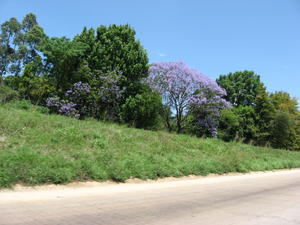 Jacaranda tree along the highway