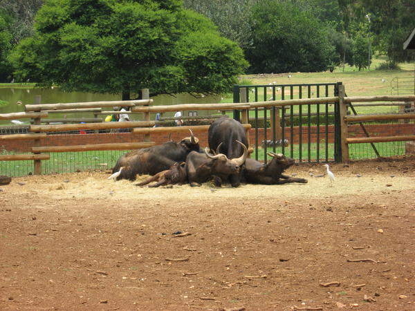 a pile of cape buffalo