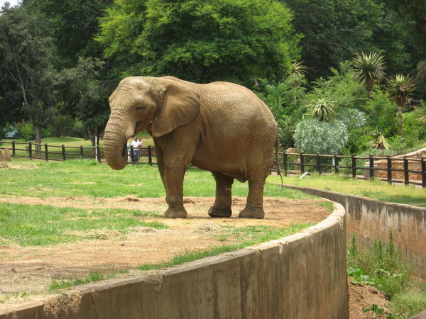 elephant on the edge