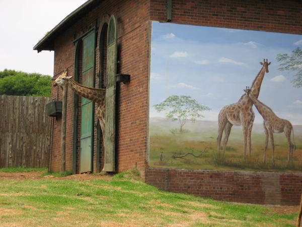 giraffe inside and outside