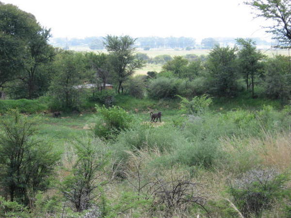 baboon in the center of the trees