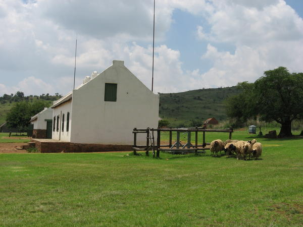main house and sheep
