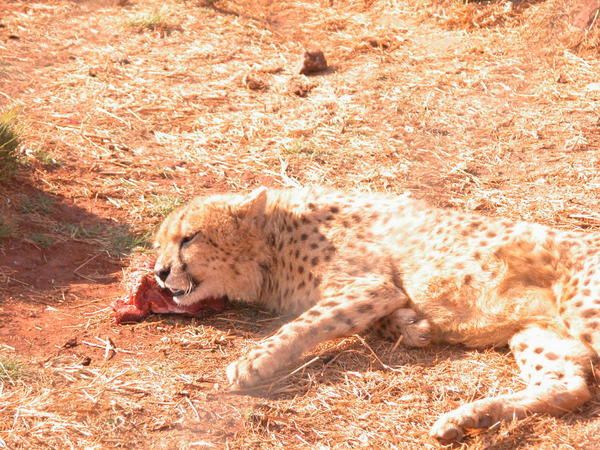 young cheetah eating