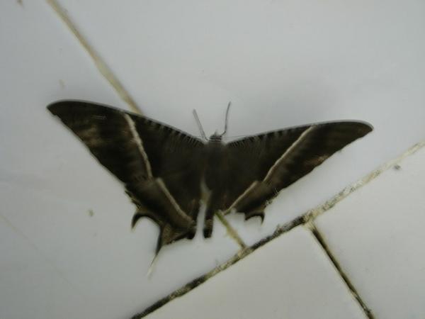 Moth 2
