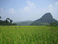 Us trekking trough rice fields!