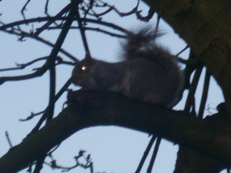York squirrel