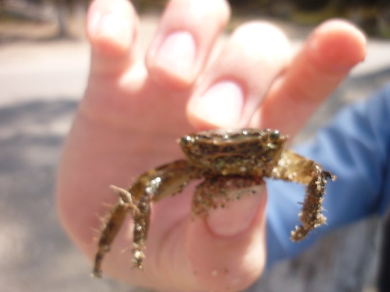 mr crabs