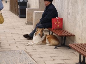 Dogs do exist in china